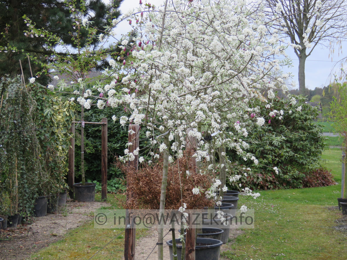 Pyrus salicifolia Pendula 05 Austrieb und Bluete.JPG